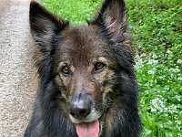 Shani